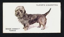 Dandie dinmont terrier for sale  COLEFORD