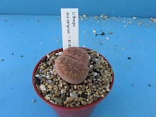 Lithops aucampiae 1541.99 for sale  BIRMINGHAM