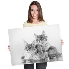 Fluffy maine coon for sale  SELBY