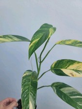 Variegated epipremnum giganteu for sale  USA