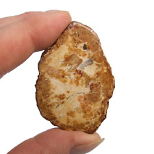 Fossil petrified wood for sale  BLACKPOOL