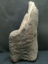 Unique driftwood thick for sale  STOKE-ON-TRENT