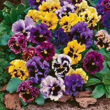 Pansy masterpiece rococo for sale  SALISBURY