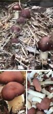 Braunkappe dübel pilze gebraucht kaufen  Kaiserslautern