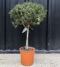patio trees for sale patio trees for sale ROCHESTER