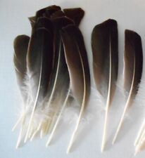 Lot toulouse goose for sale  Cypress