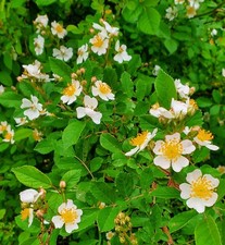 Multiflora rose bush for sale  Paris