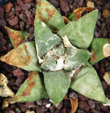 Ariocarpus retusus stella usato  Napoli