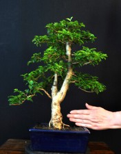Bonsai chinesischer liguster gebraucht kaufen  Bielefeld