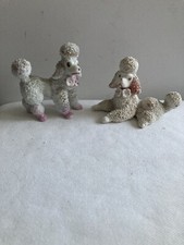 poodle x for sale poodle x for sale SHANKLIN