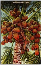 Cartão postal vintage Miami Flórida FL, 1950 coqueiro, família de palmeiras, plantas comprar usado  Enviando para Brazil