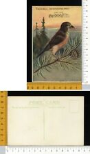 V2691 uccelli crossbill usato  Verrua Savoia