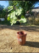 Paltican fig tree for sale  Selma