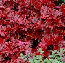 Heuchera forever red for sale  SPALDING