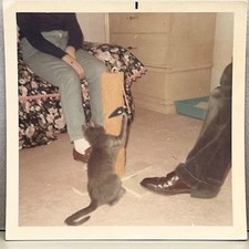 Cat scratching legs for sale  Carlsbad