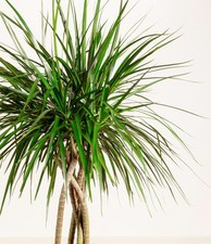 dracaena plants for sale dracaena plants for sale Opa Locka