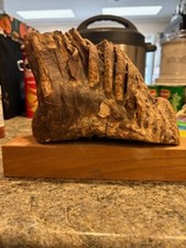 mastodon tooth for sale mastodon tooth for sale Middletown