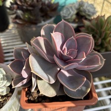Echeveria perle von for sale  LLANELLI