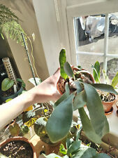 Platycerium staghorn fern for sale  ST. ALBANS