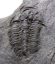 British ordovician trilobite for sale  TELFORD