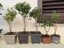 Bonsai melograno usato  Trescore Balneario