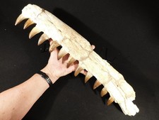 mosasaur skull for sale  Salt Lake City