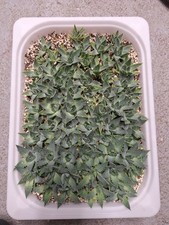 Aloe polyphylla spiral for sale  NORWICH