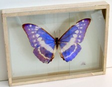 Blue purple morpho for sale  Portland