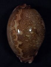 CYPRAEA MAPPA AFRICULA GIGANTE comprar usado  Enviando para Brazil