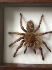 Mygale cadre taxidermie d'occasion  La Teste-de-Buch