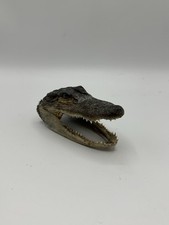 Genuine baby alligator for sale  Peterstown