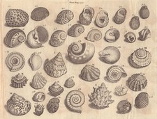 Seashells nerite whirl for sale  LONDON