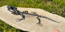 Awesome fossil captorhinus for sale  Coppell