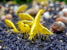 caridina neon fire yellow usato  Leffe