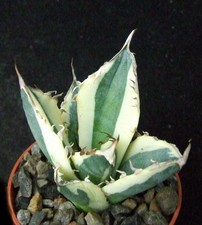 agave for sale agave for sale  EASTBOURNE
