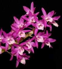 Beautiful orchid hybrid for sale  Mckinleyville