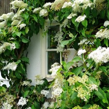 Hydrangea petiolaris plant. for sale  LLANDYSUL