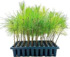 living evergreen pine tree for sale  USA