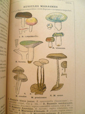 Atlas champignons costantin d'occasion  L'Isle-sur-la-Sorgue