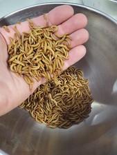 5000 large mealworms for sale  Ashland