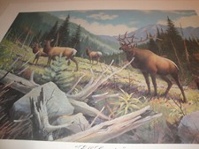 Les kouba elk for sale  Minnetonka