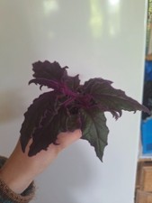 passion plants for sale passion plants for sale CHELTENHAM