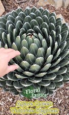 Queen agave victoria for sale  West Covina
