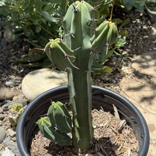 Myrtillocactus geometrizans bl d'occasion  Expédié en Belgium
