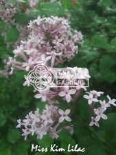 Miss kim lilac for sale  Sheridan
