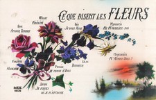 What flowers iris d'occasion  Expédié en Belgium