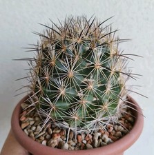 Coryphantha nickelsiae vaso usato  Modena