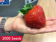 2000 sementes gigantes de morango havaiano frutas raras morangos vermelhos pechincha comprar usado  Enviando para Brazil