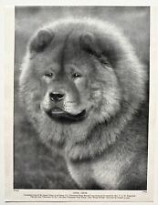Chow chow dog for sale  NORWICH