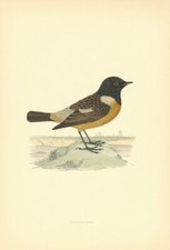Stonechat. morris british for sale  LONDON